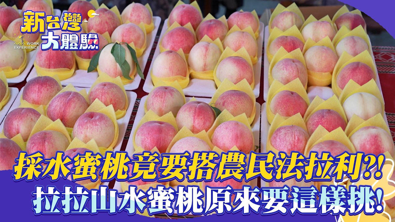 【新台灣大體驗】採水蜜桃竟要搭農民法拉利?!拉拉山頂級水蜜桃原來要這樣挑!|廖慶學 2026.08.22 part1 縮圖