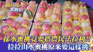 【New Taiwan Experience】Picking peaches requires riding a farmer's Ferrari! This is how you act...