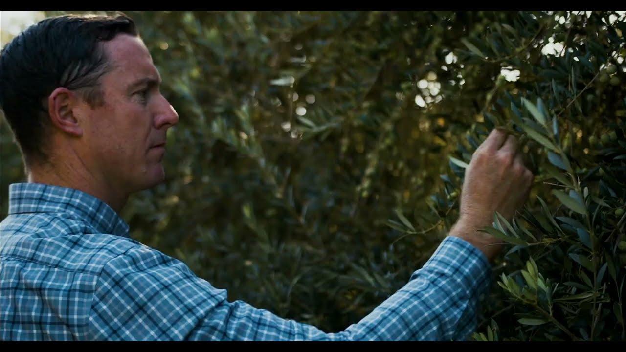 Experience an Olive Harvest | Corto Olive Oil | Brand Film