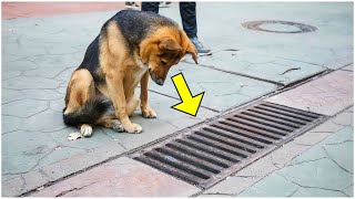 Everyday This Dog Looked At This Drain But When It Was Opened Everyone Was Shock