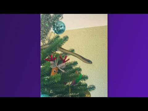 Deadly snake found in South African family's Christmas tree