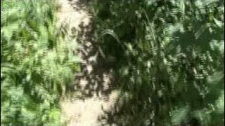 the police - walking in your footsteps