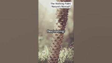The Walking Palm: Nature