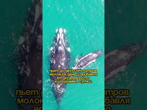 #животные #хочуфакты #необычныефакты #факты #планета #интересныефакты #киты