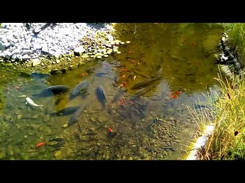 Kapři v zahradním