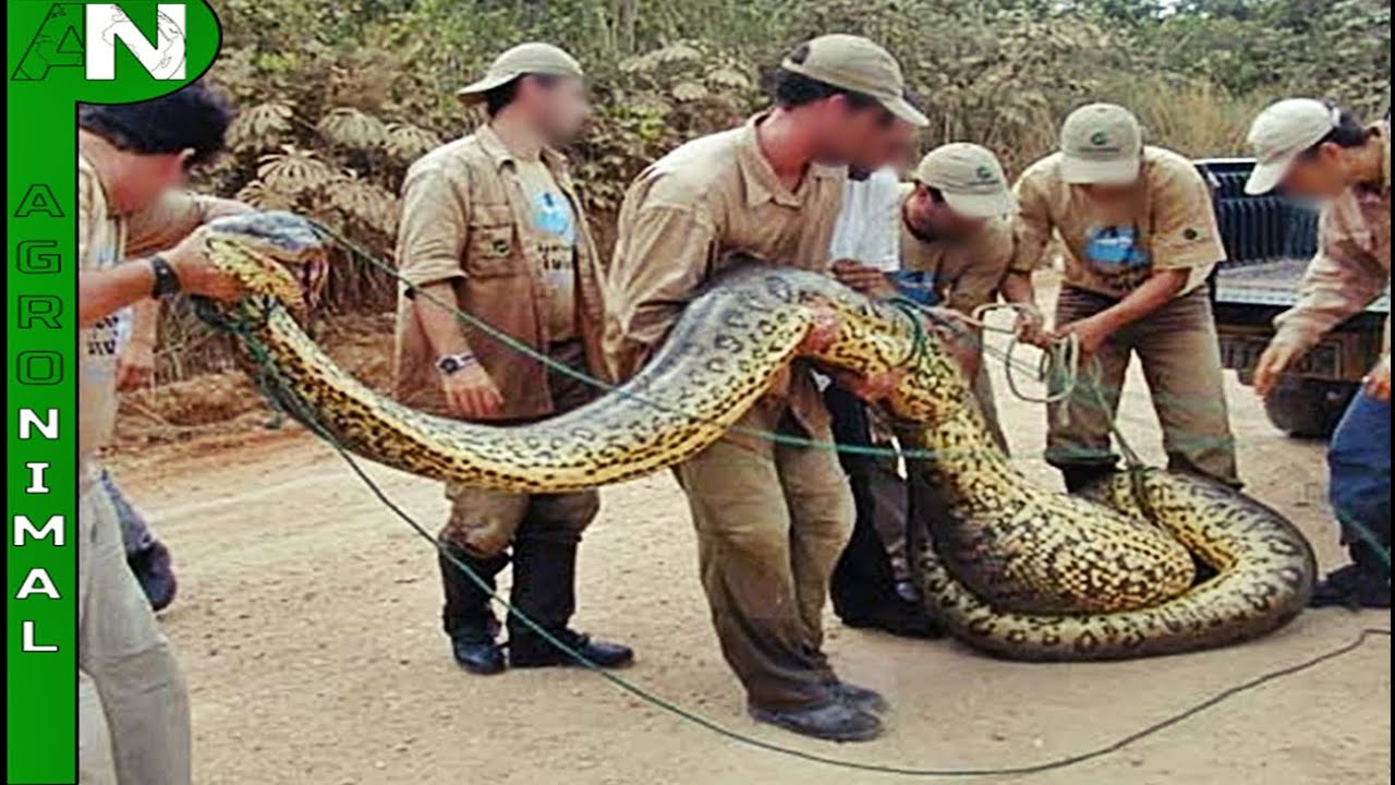 Cobra gigante que viralizou em vídeo pode ser real, mas não é encontrada no  Brasil