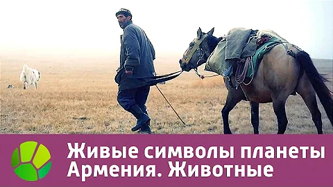 Живые символы планеты. Армения. Животные | Живая Планета
