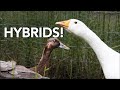 All About Duck Goose Hybrids | Can a Duck or a Goose Make a Guck or a Doose?