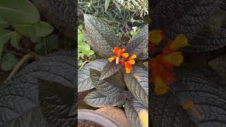 Sunset Bells, Black Flamingo, Copper Leaf-Chrysothemis Pulchella