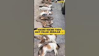 15 KUCING LIAR MATI DI DUGA KARENA RACUN TIKUS❗#shorts
