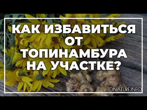 Как избавиться от топинамбура на участке? | toNature.Info