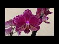 Долгожданный завоз сортовых орхидей в Экофлору 14 января 2021 г. Интрига, Дасти Бель, Виолацея ...