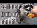 Cute raccoon grabs pizza from my hand