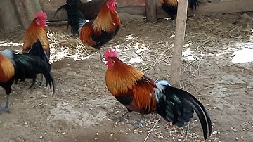 muag qaib dib loj zoo nraug tiag nyiam nug Tau hu tus tswv qaib 02054195519 lpb