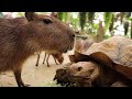 Watch Cute Capybara Amazing Footage
