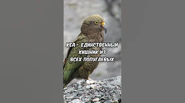 Кеа - попугаи хищники #shorts