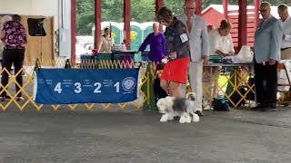 20220811 Löwchen Judging Ballston Spa, NY