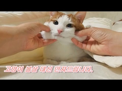 고양이 (+) 고양이