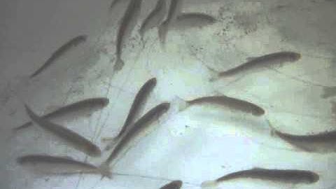 Chinook Salmon with implanted radio transmitter tags