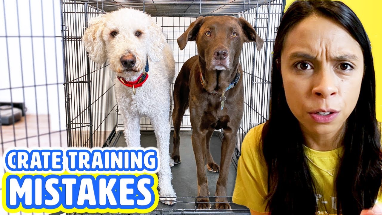 what to do when puppy barks in crate