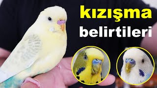 Erkek Muhabbet Kuşu Kızışma Belirtileri