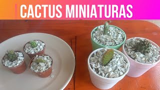 CACTUS MINIATURA REPRODUCCION Y CUIDADOS DE CACTUS MINIATURA