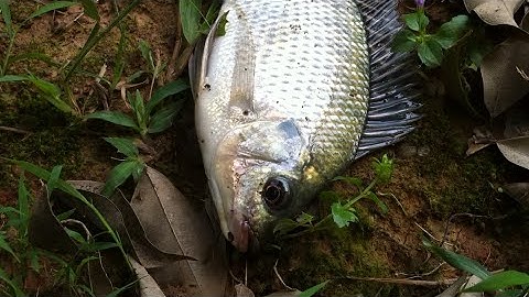 Touch Fishing - How to Catch Tilapia In Its Nest - Thời cơ Rà Ổ Rô Phi