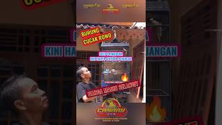 Download Lagu Burung Cucak Rowo, Harga Masih Selangit! #birds #animals #trending #kicaumania #burung #fyp MP3 Download Lagu Burung Cucak Rowo, Harga Masih Selangit! #birds #animals #trending #kicaumania #burung #fyp MP3