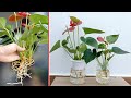 Techniques growing aquatic plant red sail flowers in glass vases office decoration