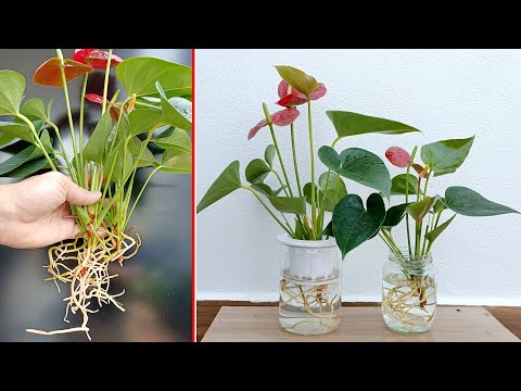 Video: Anthurium rød: stell og dyrking