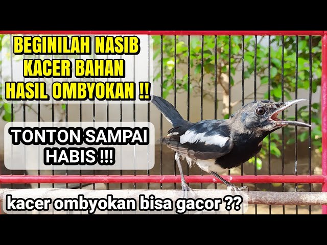 Update Kacer Hasil Ombyokan Jadi Kayak Gini 😭 | Tips Pemilihan Bahan & Menu Pakan. class=
