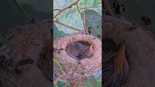 9 Day Old Hummingbird Chick Starting To Do Wing Flappies 