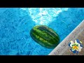 أبو عبدو وام عبدو رايحين عالمرزعه مع العيله مشان ينبسطو 