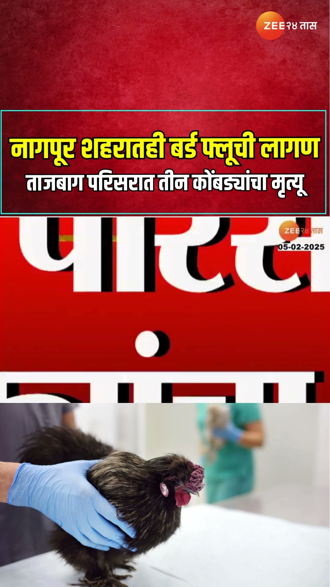 Nagpur | नागपूर शहरातही बर्ड फ्लूची लागण; ताजबाग परिसरात तीन कोंबड्यांचा मृत्यू | Zee24Taas