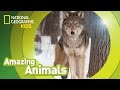 Gray wolf   amazing animals