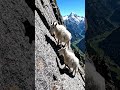 Mountain 🐐
