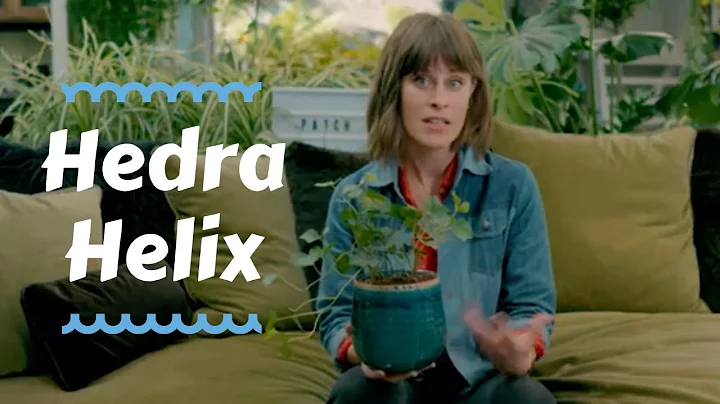 Hedra Helix - Top Outdoor Plants 🌿✨