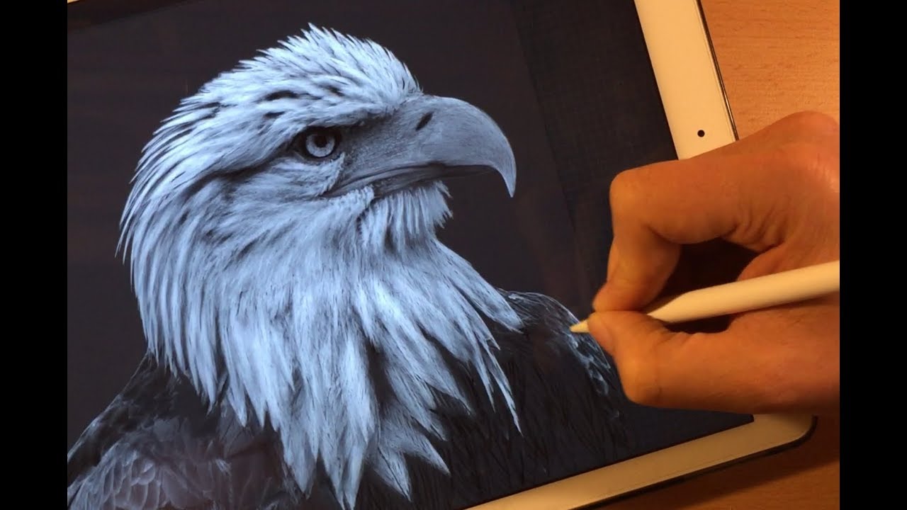 Drawing realistic Eagle iPad Pro Apple Pencil Time Lapse procreate - JG ...