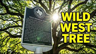 Texas' Most Sinister Tree: What Did It Witness?