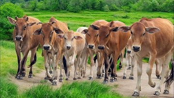 Video Mengiring Sapi Lembu di Desa Gembala Menuju Ke Kandang Peternakan Hewan Ternak - Bunyi sapi