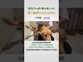 生後１１ヵ月で我が家にきたゴールデンレトリバーの物語① #ゴールデンレトリバー