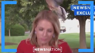 'Rough landing': Bird hits TV reporter's head | Dan Abrams Live