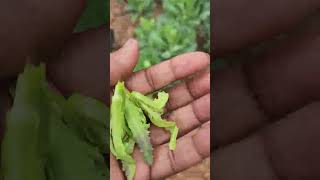 How to grow collard greens all year long