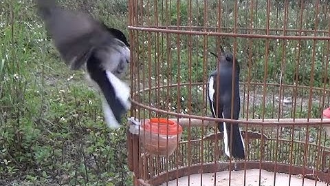 Chòe than mái mồi gọi và kích trống cực gắt | File đi bẫy chuẩn không cần chỉnh