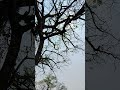 #update #fypシ゚viral #fypシ #nature #trees #মহীরুহ #lovenature #hilights #viralshorts @highlight #love