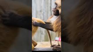 Amazing 😇 Monkey Mating