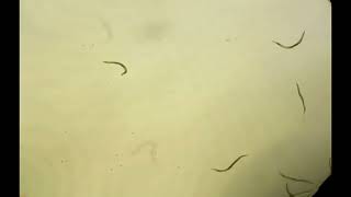 Affordable worm tracker Supp video 2