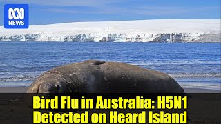 Bird Flu in Australia: H5N1 Detected on Heard Island