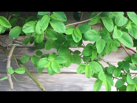 【イエスタデイ・ワンス・モア】 カーペンターズ ／ 歌おうfavorite songs 62