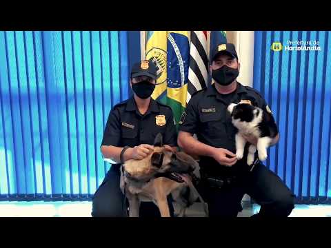 Guarda Municipal de Hortolândia está com novos integrantes: dois doguinhos lindos “Itimalia”